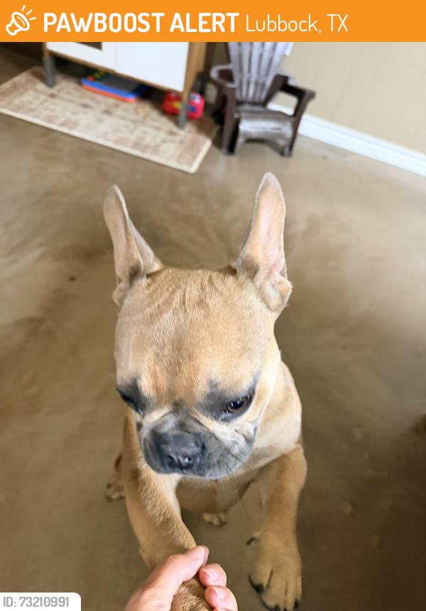 Found/Stray Male Dog last seen 82nd street and university, Lubbock, TX 79424