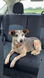 Reunited Female Dog last seen Hwy 49 between Springfield TN and Cross Plains TN, Springfield, TN 37172