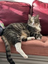 Reunited Male Cat last seen Near S Mary St, Arlington, TX 76010, USA, Arlington, TX 76010