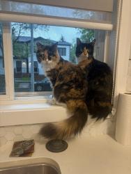 Reunited Female Cat last seen Near 111 avenue NW, Edmonton, AB T5G 0A6