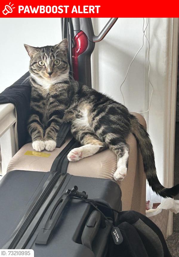 Lost Male Cat last seen Bilton Road, Perivale, England UB6 7DN
