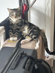Lost Male Cat last seen Bilton Road, Perivale, England UB6 7DN