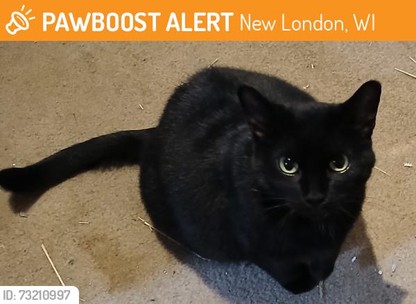 Found/Stray Female Cat last seen Oshkosh st, New London, WI 54961