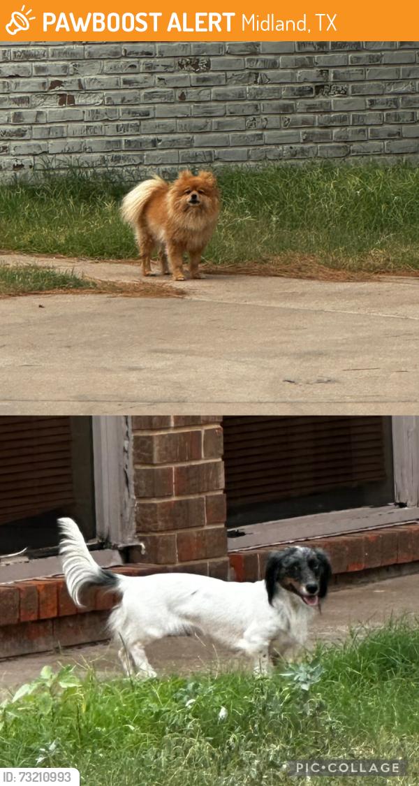Found/Stray Unknown Dog last seen Midland Christian stadium, Midland, TX 79708