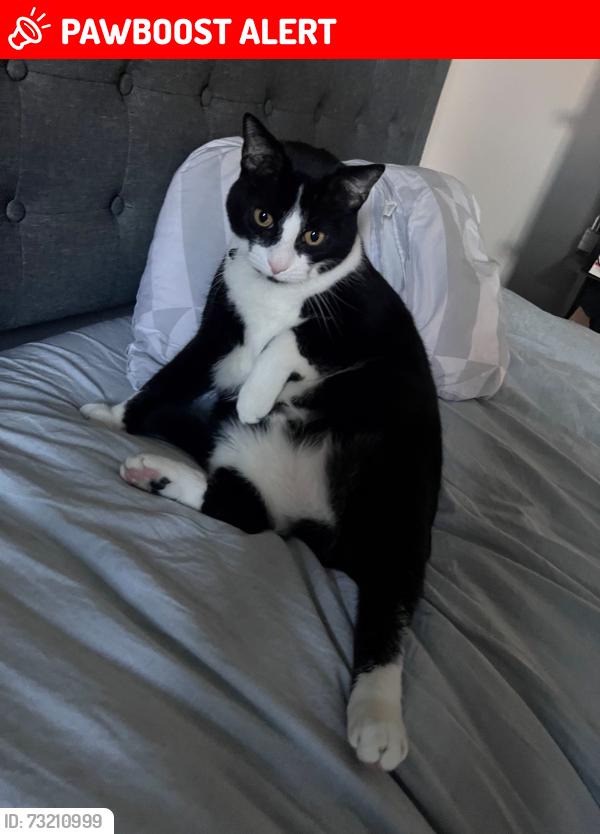 Lost Male Cat last seen Hoadly Road, Prince William County, VA 20112