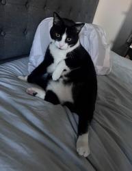 Lost Male Cat last seen Hoadly Road, Prince William County, VA 20112