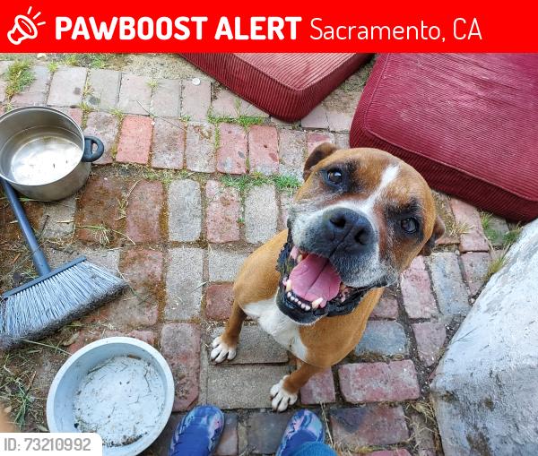 Lost Male Dog last seen Auberry, Sacramento, CA 95828