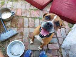 Lost Male Dog last seen Auberry, Sacramento, CA 95828