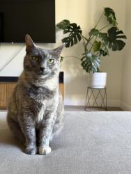 Reunited Female Cat last seen Inside Ryland Mews, San Jose, CA 95112
