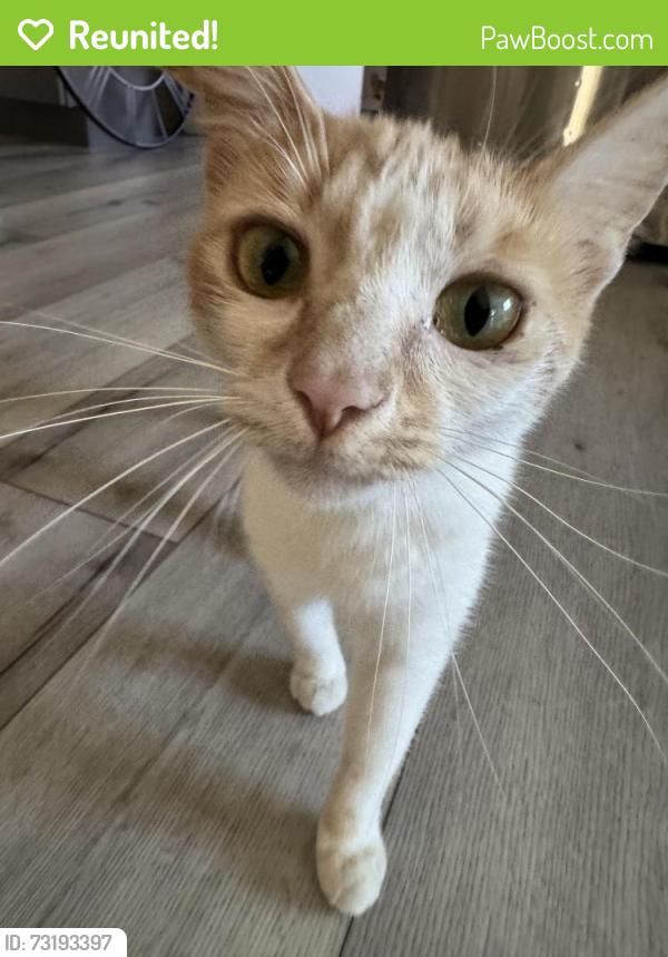 Reunited Female Cat last seen Grimsby Ct and Emerald Vista, Elk Grove, CA 95624