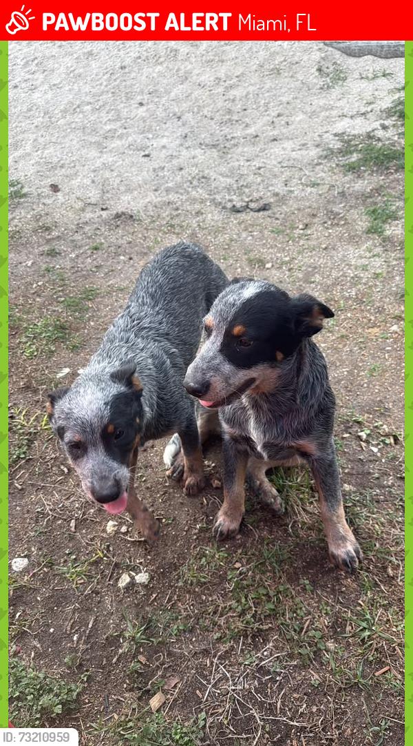 Lost Male Dog last seen Near SW 182nd Ave, Miami, FL 33196