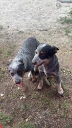 Lost Male Dog last seen Near SW 182nd Ave, Miami, FL 33196