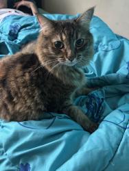 Reunited Female Cat last seen Cross lane and lake Steilacoom, Lakewood, WA 98498