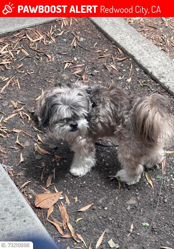 Lost Male Dog last seen Maple st, Redwood City, CA 94063