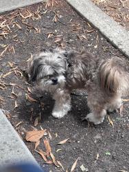 Lost Male Dog last seen Maple st, Redwood City, CA 94063