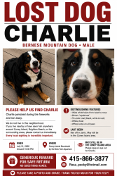 Lost Male Dog last seen Coney Island Boardwalk, Brooklyn, NY 11224