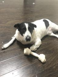 Reunited Male Dog last seen Near Hartford Ct, McKinney, TX 75070, USA, McKinney, TX 75070