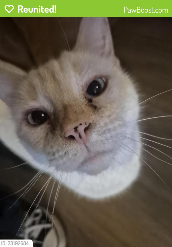 Reunited Female Cat last seen NE 72nd Way, Vancouver, WA 98665