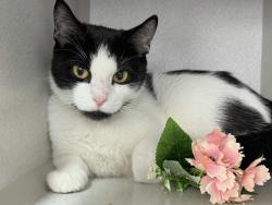 Shelter Stray Female Cat last seen Near W 123rd Street, NEW YORK, NY, 10027, 326 E 110th St, New York, NY 10029, USA