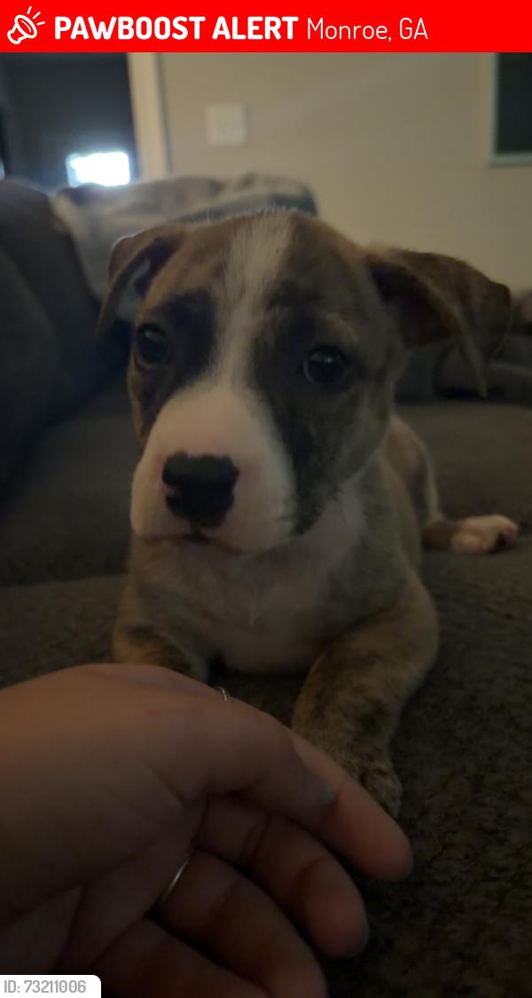 Lost Male Dog last seen Brusters, Monroe, GA 30656
