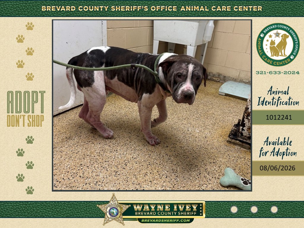 Shelter Stray Male Dog last seen Pine Island, MERRITT ISLAND, FL, 32953, 5100 W Eau Gallie Blvd, Melbourne, FL 32934, USA