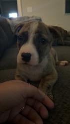 Lost Male Dog last seen Brusters, Monroe, GA 30656