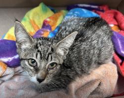 Shelter Stray Female Cat last seen Near Grand Concourse, BRONX, NY, 10453, 326 E 110th St, New York, NY 10029, USA