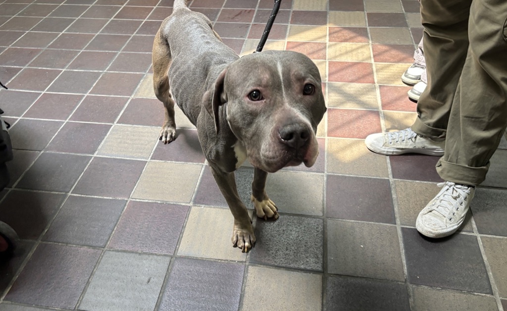 Shelter Stray Female Dog last seen E 165 Street, BRONX, NY, 10456, 326 E 110th St, New York, NY 10029, USA
