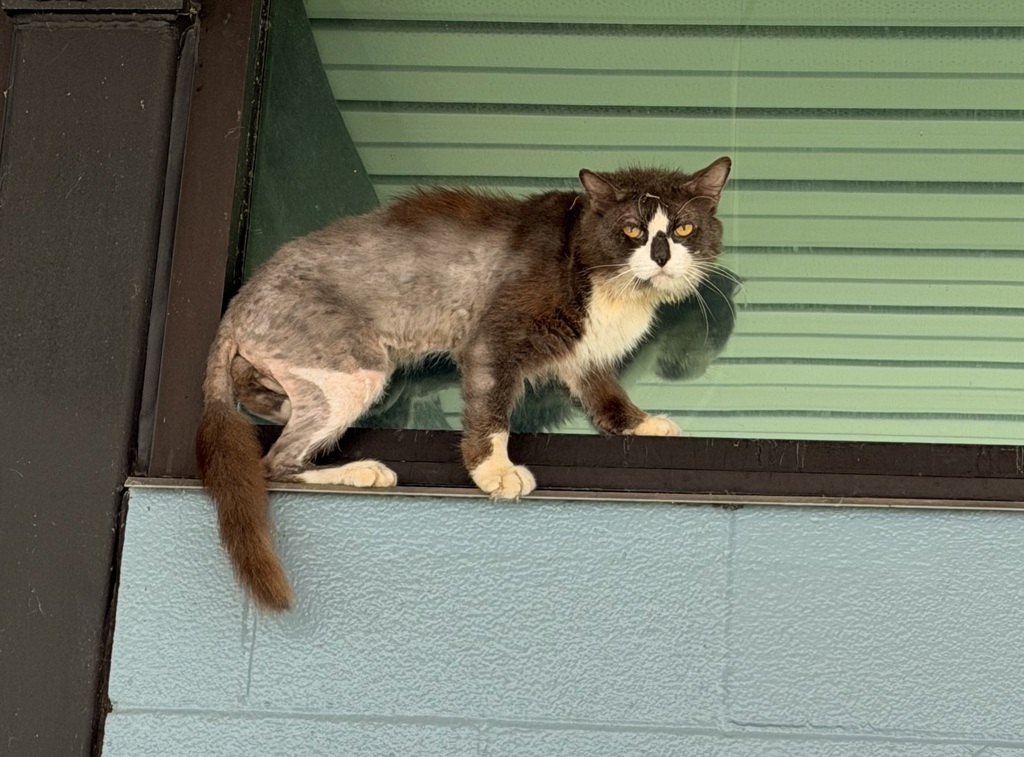 Shelter Stray Male Cat last seen Near N Dugas Road, LAFAYETTE, LA, 70507, 410 Dugas Rd, Lafayette, LA 70507, USA