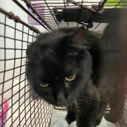 Shelter Stray Female Cat last seen Near Sage Street, DES MOINES, IA, 50317, Des Moines, IA 50313