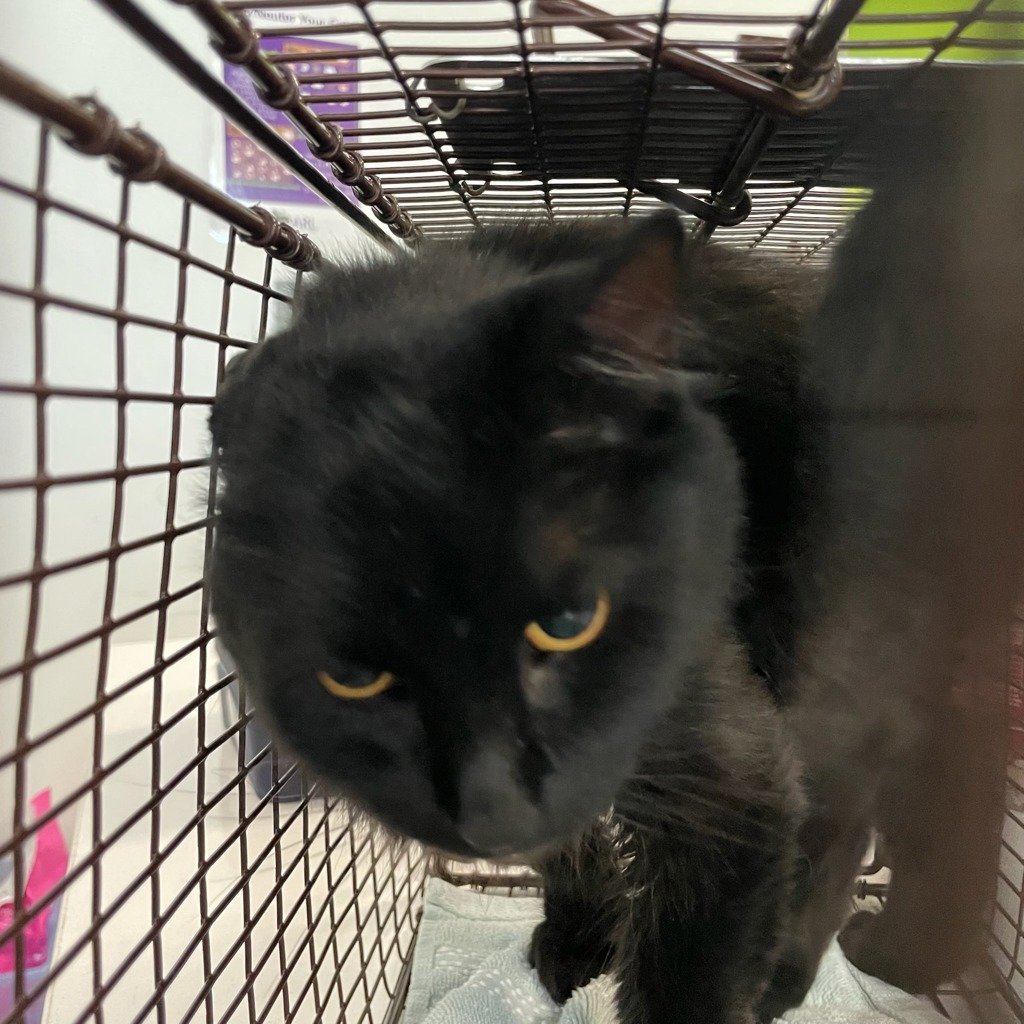 Shelter Stray Female Cat last seen Near Sage Street, DES MOINES, IA, 50317, Des Moines, IA 50313
