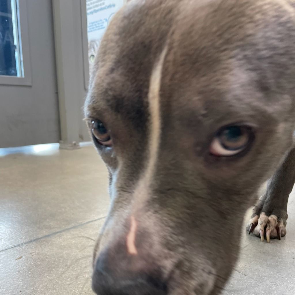 Shelter Stray Female Dog last seen Near Dickman Road, DES MOINES, IA, 50315, Des Moines, IA 50313