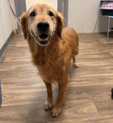 Shelter Stray Male Dog last seen Jamacha Road, El Cajon, CA, 92019, 5500 Gaines St, San Diego, CA 92110, USA