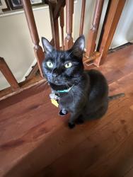 Reunited Female Cat last seen Near hses farthest from Gunners lake, at the bottom of the hill on Port Haven Drive, Germantown, MD 20874