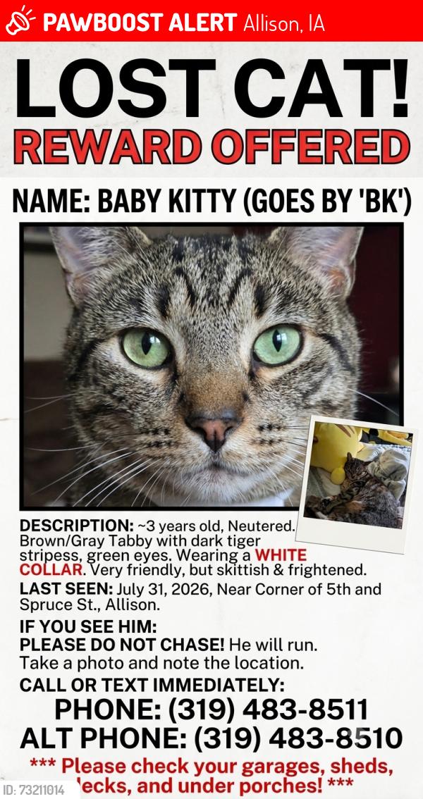 Lost Male Cat last seen Spruce and 5th, Allison, IA 50602