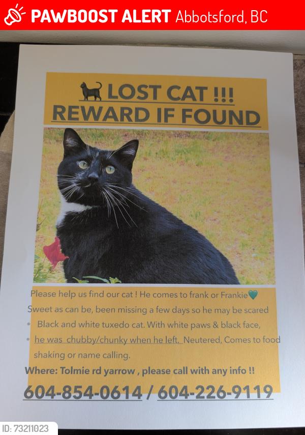Lost Male Cat last seen Between No.4 and no.5 Rd in Abbotsford, Abbotsford, BC 