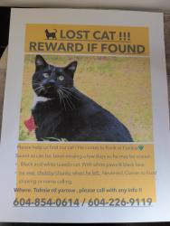 Lost Male Cat last seen Between No.4 and no.5 Rd in Abbotsford, Abbotsford, BC 