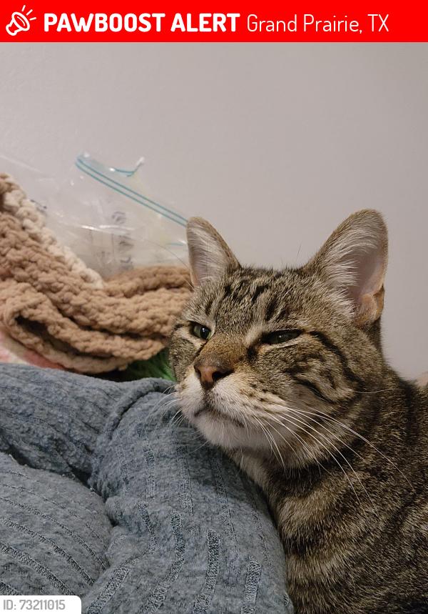 Lost Male Cat last seen Morningside, Grand Prairie, TX 75052