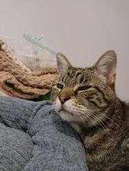 Lost Male Cat last seen Morningside, Grand Prairie, TX 75052