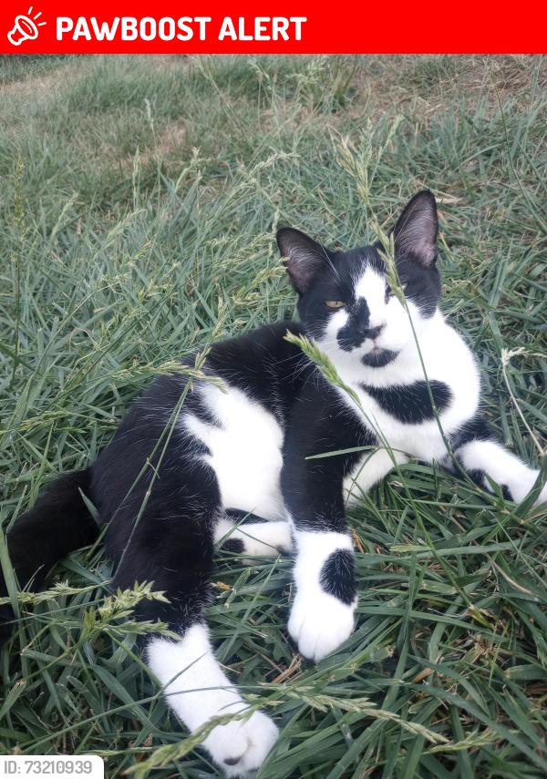Lost Male Cat last seen Top of the hill, Woodmont Ave, East McKeesport, PA 15035
