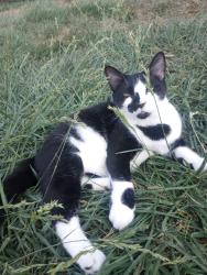 Lost Male Cat last seen Top of the hill, Woodmont Ave, East McKeesport, PA 15035