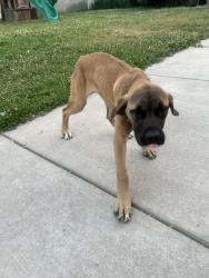 Lost Female Dog last seen Doat and pine ridge, Buffalo, NY 14211