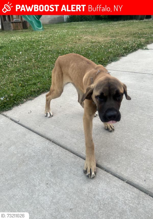 Lost Female Dog last seen Doat and pine ridge, Buffalo, NY 14211