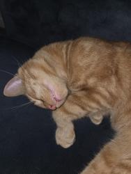 Reunited Male Cat last seen Newton, Leominster, MA 01453