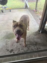 Found/Stray Male Dog last seen Cook lane / Eva Lane, Stockbridge, GA 30281