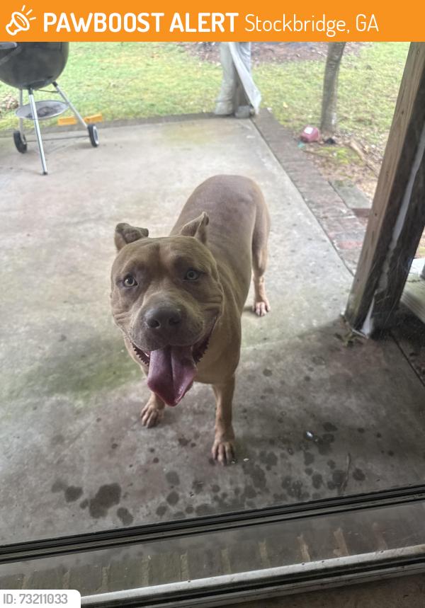Found/Stray Male Dog last seen Cook lane / Eva Lane, Stockbridge, GA 30281