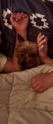 Reunited Female Dog last seen Versailles Ave, McKeesport, PA 15132