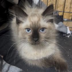 Shelter Stray Male Cat last seen , 1211 Old Graves Mill Rd, Lynchburg, VA 24502, USA