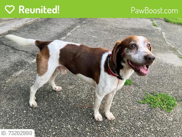 Reunited Male Dog last seen Raines St, Pensacola, FL 32514