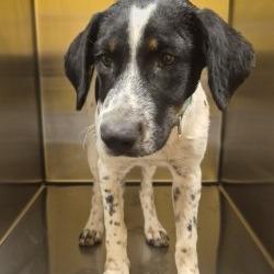 Shelter Stray Female Dog last seen , 3428 S Jenkins Ave, Norman, OK 73072, USA